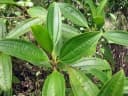 Tibouchina candolleana