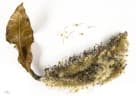 Faurea rochetiana