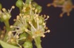 Ganophyllum falcatum