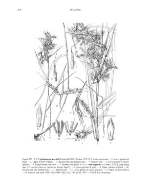 Cymbopogon martini