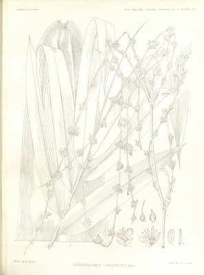 Dendrocalamus longispathus