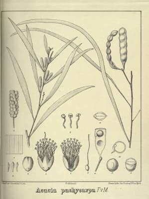 Acacia pachycarpa
