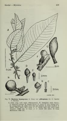 Myristica gillespieana