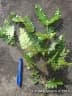 Weinmannia paulliniifolia