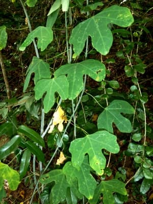 Adenia gummifera