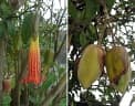 Brugmansia sanguinea