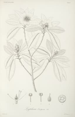 Gordonia curtyana
