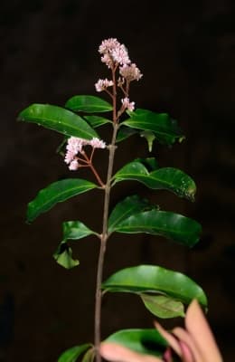 Pycnobotrya nitida