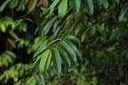 Pellacalyx axillaris