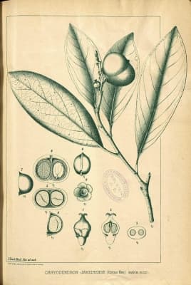 Caryodendron janeirense
