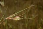 Themeda triandra