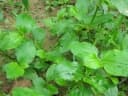 Commelina benghalensis