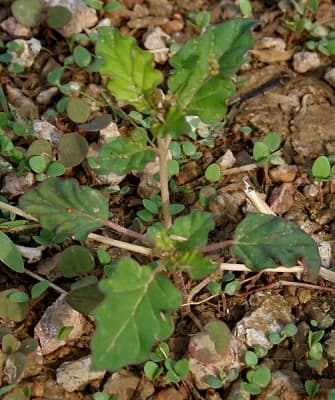 Boerhavia erecta