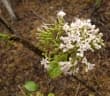 Ehretia cymosa