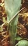 Anthurium uleanum