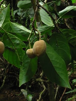 Sloanea javanica