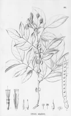 Inga stipularis