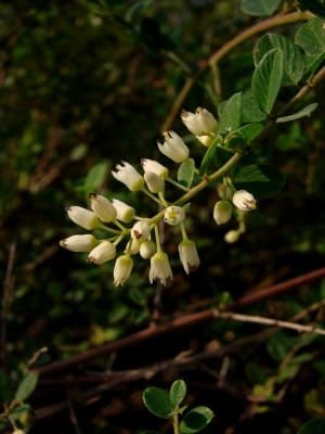 Berchemia lineata