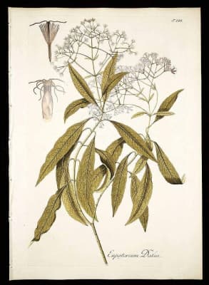 Critonia dalea