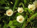 Xenostegia tridentata