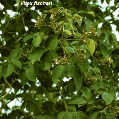 Vitex fischeri