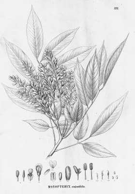 Monopteryx angustifolia