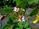 Gmelina moluccana
