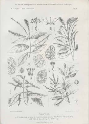Combretum padoides