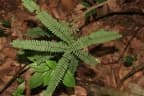 Rourea fulgens