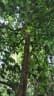 Baccaurea tetrandra