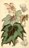 Begonia palmata