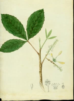 Thouinia striata