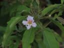 Catalpa longissima