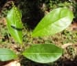 Antidesma acidum