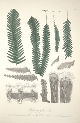 Hymenophyllum plumosum