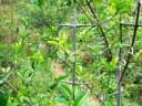 Canthium inerme