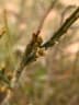 Thesium lacinulatum