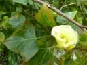 Thespesia acutiloba