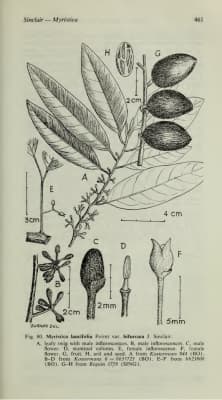 Myristica bifurcata