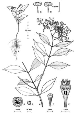 Syzygium resa