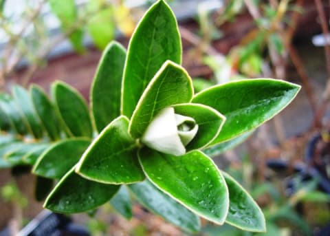 Buddleja coriacea
