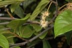 Prunus turneriana