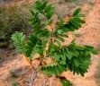 Millettia richardiana