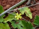 Melancium campestre