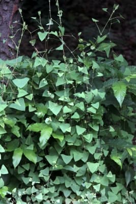 Persicaria perfoliata