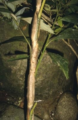 Korthalsia cheb