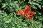 Tecoma capensis