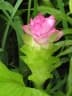 Curcuma australasica