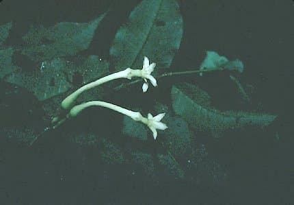 Lacmellea oblongata