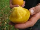 Garcinia xanthochymus